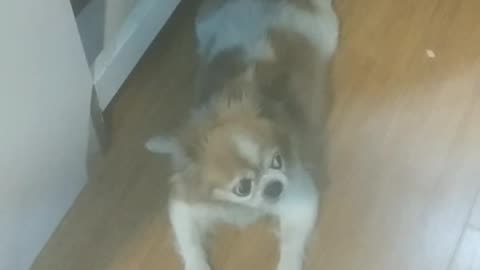 Lovely Chihuahua