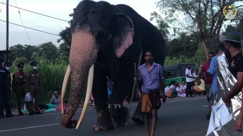 Sinharaja Tusker