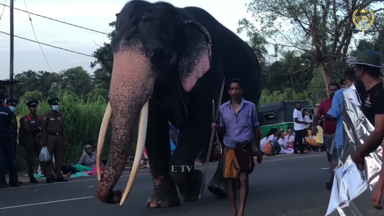 Sinharaja Tusker