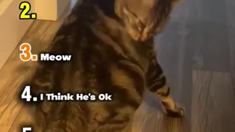Trending: Ranking Best Cats Moments