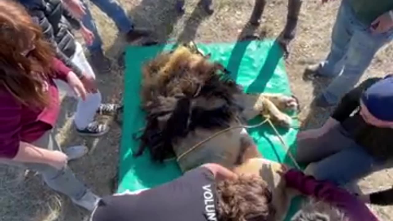 Lion treatment