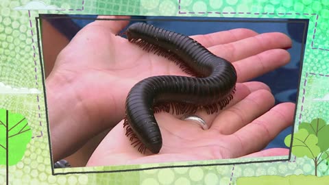 Mi Mascota y Yo - T03E09 - Ginger, el Milpiés