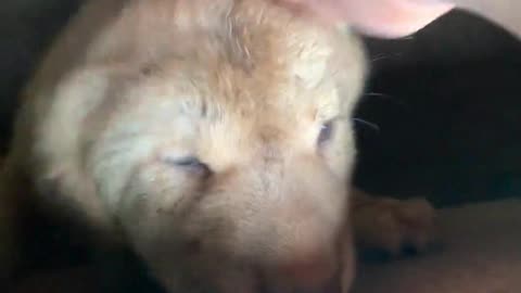 love dogs