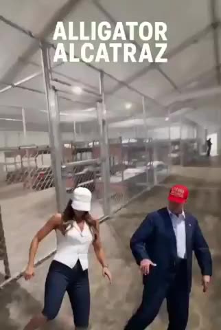 Ally Gator Alca Traz