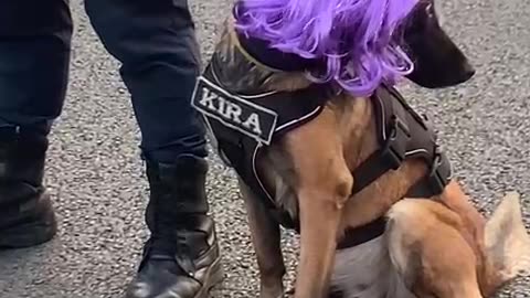 Security Dog at a Shakira Concert