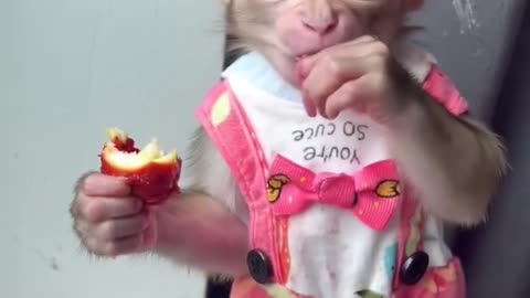 Delicious Meal Time! Adorable Baby Monkey Enjoys Its Food! 🍌🐒