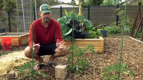 I Transplanted Tomatoes 3 DIFFERENT Ways…Here’s What Happened! 🍅🌱 (Shocking Results)