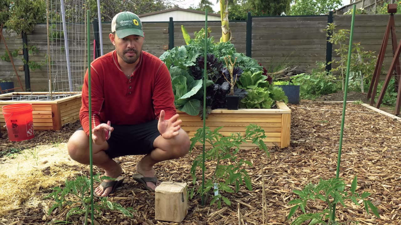 I Transplanted Tomatoes 3 DIFFERENT Ways…Here’s What Happened! 🍅🌱 (Shocking Results)