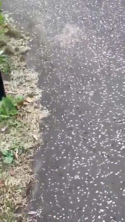 YOU MIGHT NOT LIKE IT ⚔ BUT THIS IS THE SYMBOL OF BRITISH RESISTANCE NOW