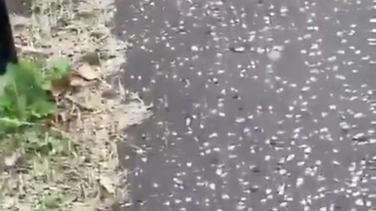 YOU MIGHT NOT LIKE IT ⚔ BUT THIS IS THE SYMBOL OF BRITISH RESISTANCE NOW