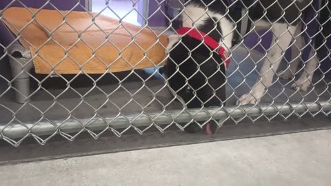 Oreo 2y Pet Id 947334 kennel 12 HSSAZ shelter his throat's fragile kinks easy we're good20250711_467
