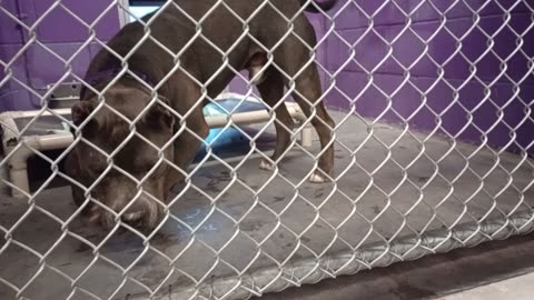 Champ 4y Pet Id 947378 kennel 35 HSSAZ shelter love 2 end day @HSSAZ shelter with Champ🐶20250808769
