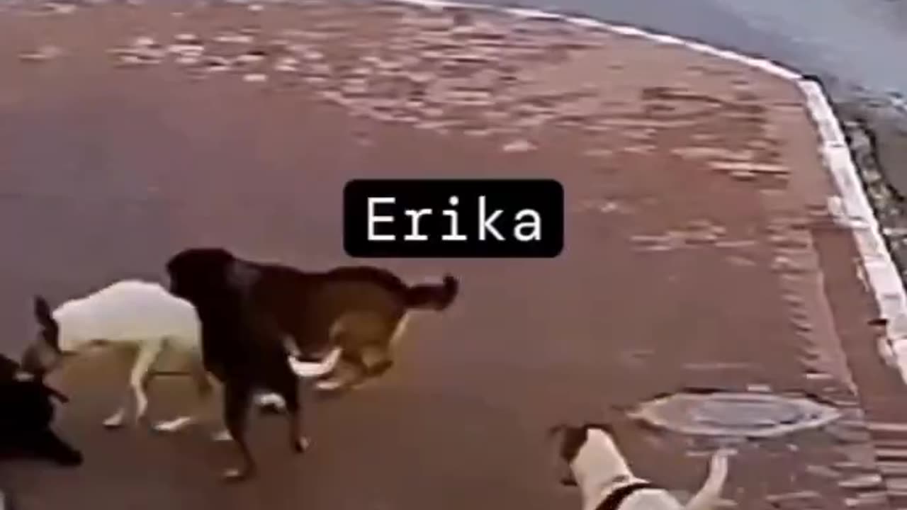 WOKE FATIGUE: Even the dogs are getting fed up with the woke crybabies. Enough is enough!