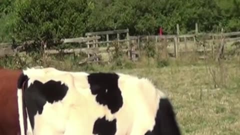 cow