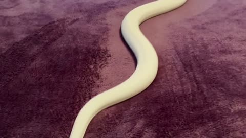 Ball Python Floats On Blanket