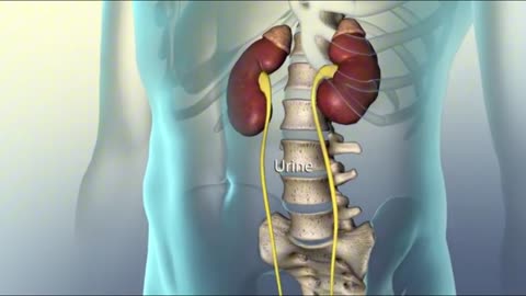 Kidney function