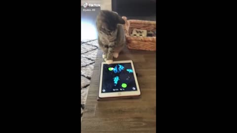 Funny animal videos 2025