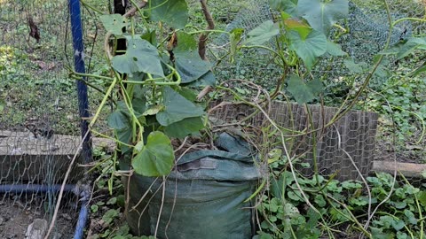 MEGA Sweet Potato Harvest from ONE Grow Bag! (You Won't Believe the Yield!