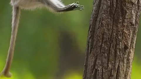 The Nature’s Symphony: A Wild But Beautiful Rescue