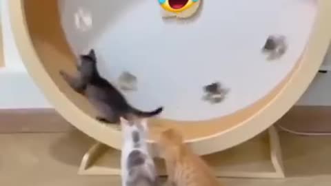 Some friends can put you in trouble 😂 #viralvideo #cat #catlover