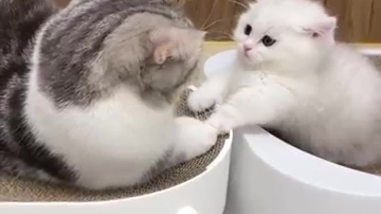Funny Animals Compilation - Try Not to Laugh!