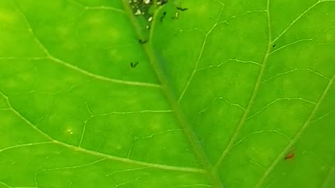 мелкие вредители small pests petits parasites kleine Schädlinge