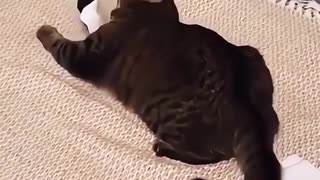 Funny animals