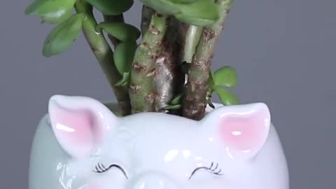 Creative Bamboo succulent pot rich tree bonsai iron tree rice bamboo check description to buy