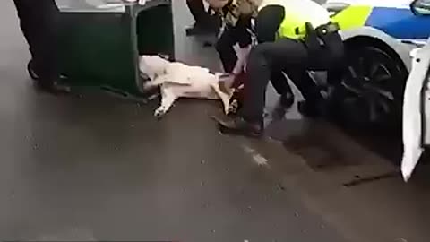 Police share bodycam footage after clip of them putting a dog in a bin was shared #coventry #dog #uk