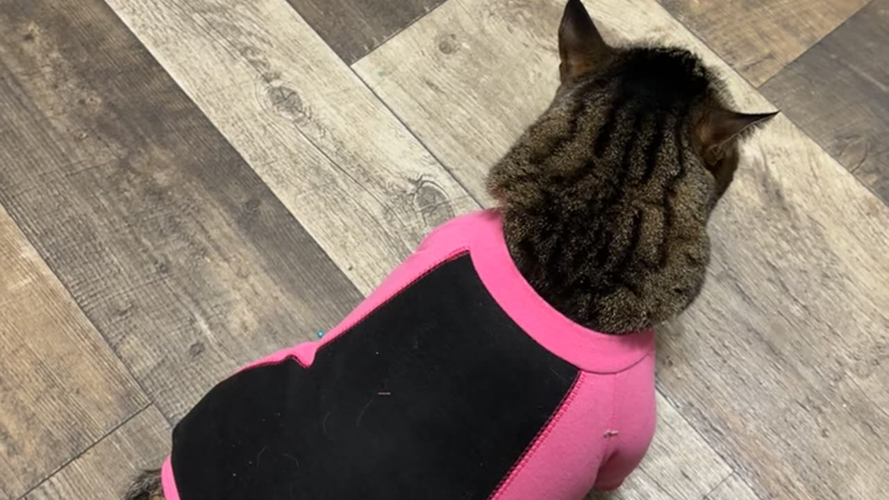 Cat's New Shedding Outfit Doesn't Fit