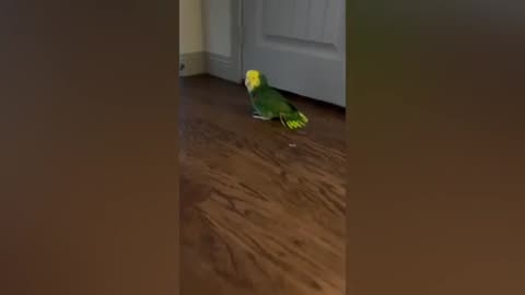 FUNNY AND CUTE PARROTS