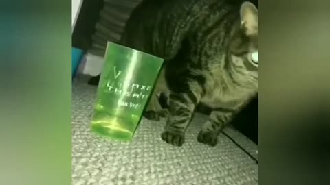 Funny animal video