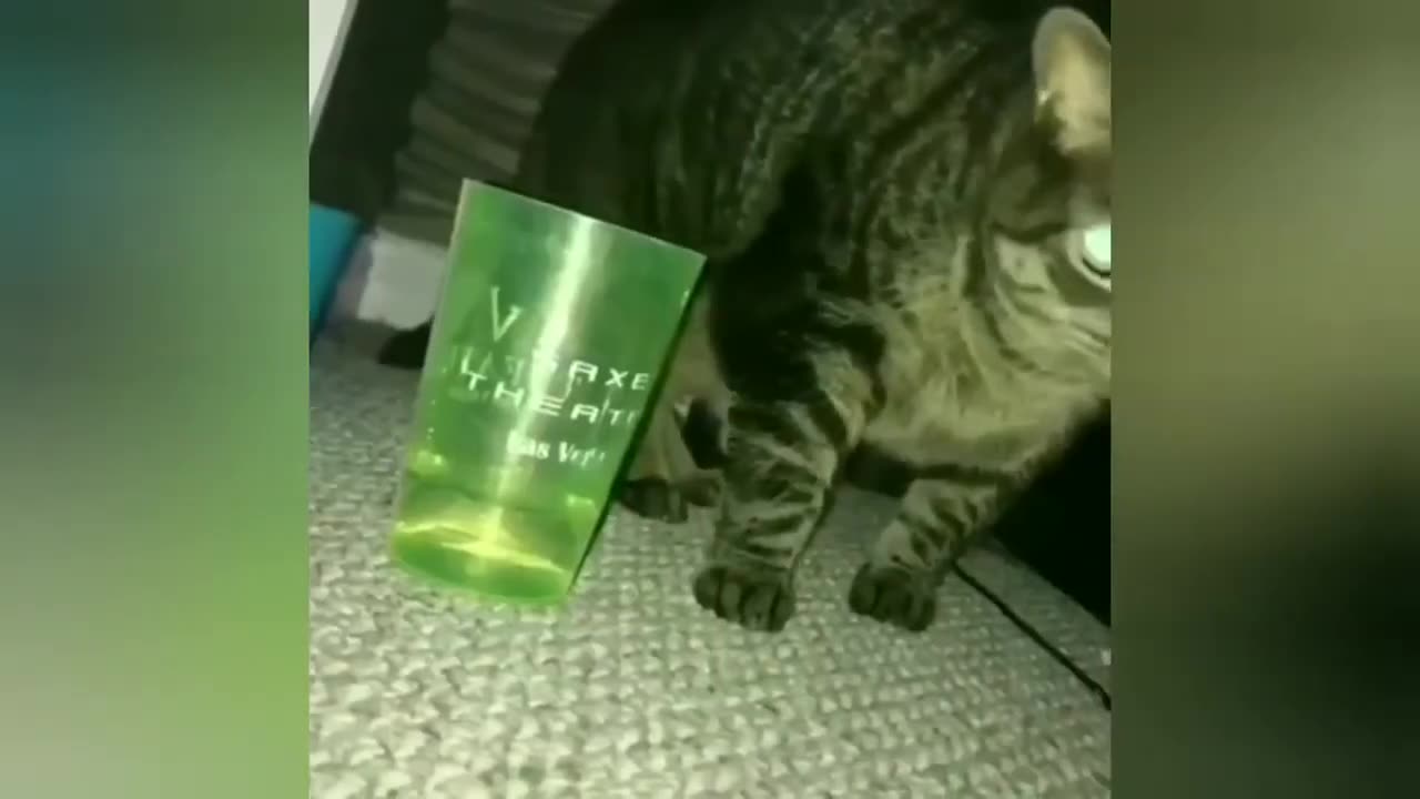 Funny animal video