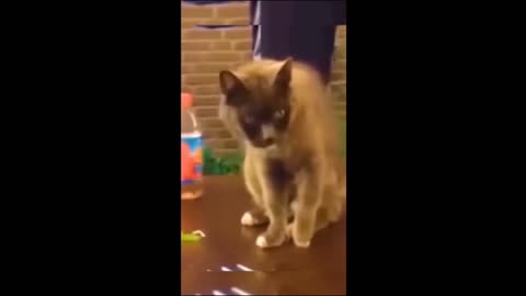 Animals That Need Their Own Comedy Show!!!