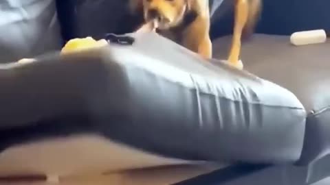 Dogs van be trouble makers 🤣😂🤣