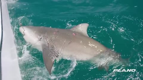 Strongest Men VS Record Size Shark_part5