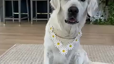 Viral: Useless Tricks I Taught my Dog! PART 2