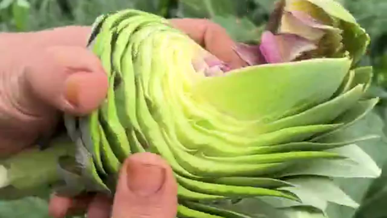 Artichoke cutting