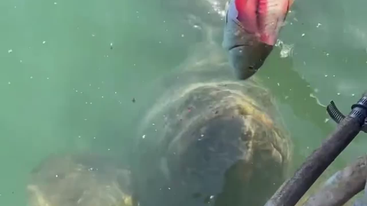 Feeding a Monster Grouper – Watch Your Hand! 🖐️🐋😨