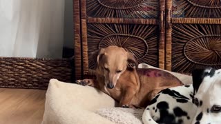 😴👅 Too Funny! Struggling to Stay Awake After Dental Anesthesia | FunFM