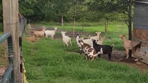 Thor the protector! #lgd #anatolianshepherd #goatprotector