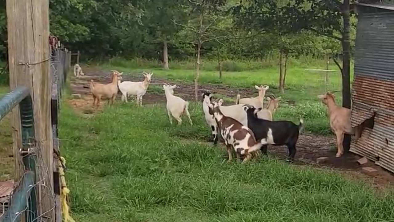 Thor the protector! #lgd #anatolianshepherd #goatprotector