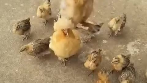 Very interesting video of chicken 😀