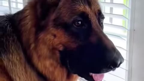 Dogs talking to her owner !! Dog funny video !! S2studio !!