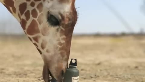 funny animal video