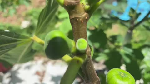 My Figs Trees Loaded With Double Figs