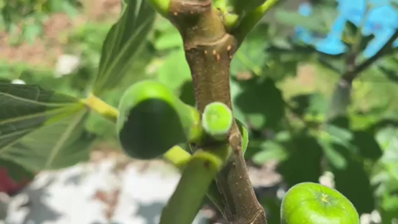 My Figs Trees Loaded With Double Figs