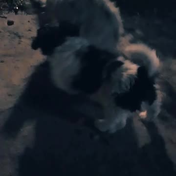 Mucho frío en la ciudad pero los perritos están contentos (10/06/2025)