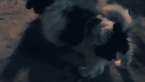 Mucho frío en la ciudad pero los perritos están contentos (10/06/2025)