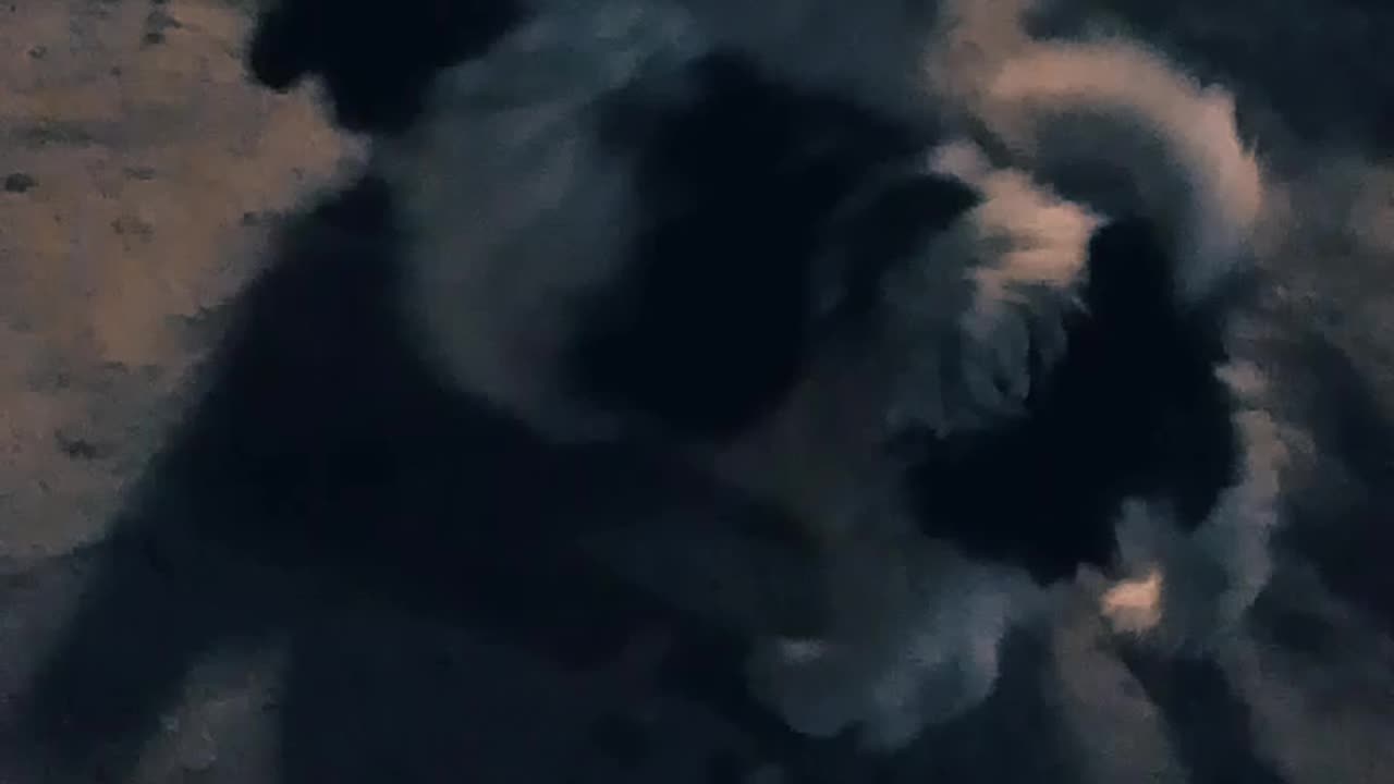 Mucho frío en la ciudad pero los perritos están contentos (10/06/2025)